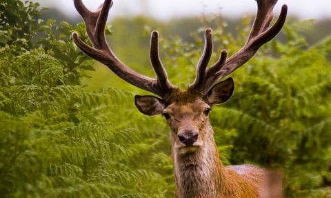 Red deer c. Harry Hogg