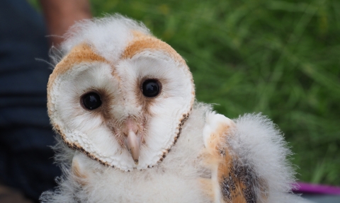 Barn Owl c. Natalie Webb