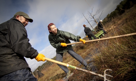 Volunteers creating a habitat for the White Faced Darter