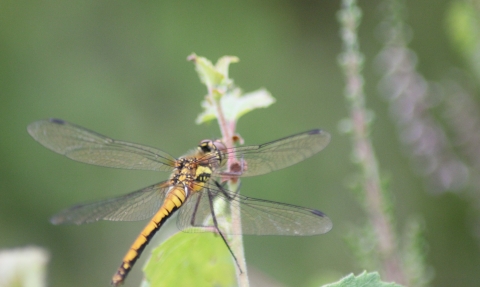 Black darter c. Joe Taylor