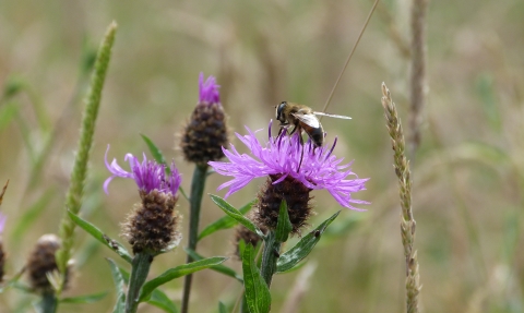 Pollinators making the most of meadows c. Claire Huxley