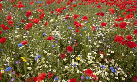 Wildflower meadow c. Paul Hobson