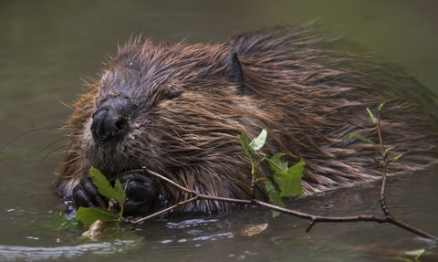 beaver