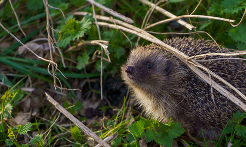 hedegehog