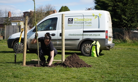 Tree planting