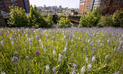 Wildflowers city (upper perspective) 