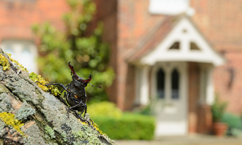 Stag beetle on a tree in front of a house