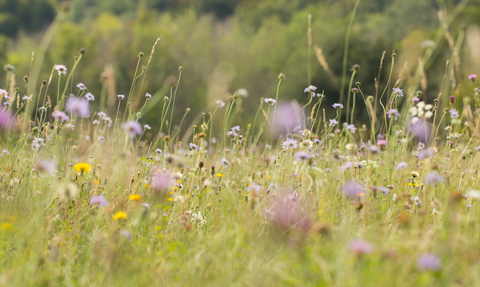 wildflowers