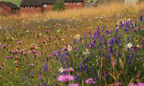 Purple Wildflower meadow