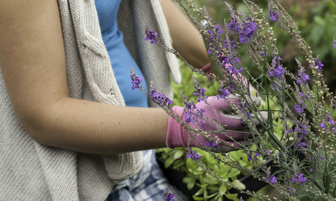 Gardening with wildlife, woman looking at flowers