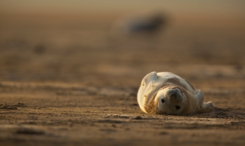 grey seal