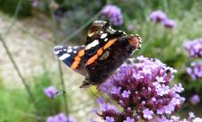 Red admiral on verbena c. Claire Huxley