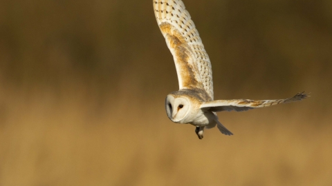 Barn owl © Danny Green, 2020VISION