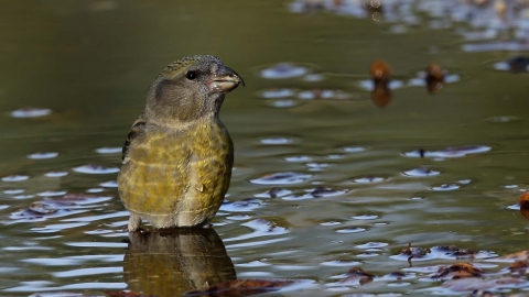 Crossbill