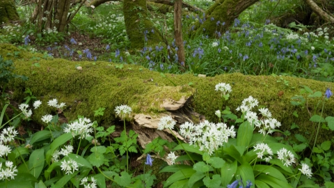 Lowland mixed oak and ash wood