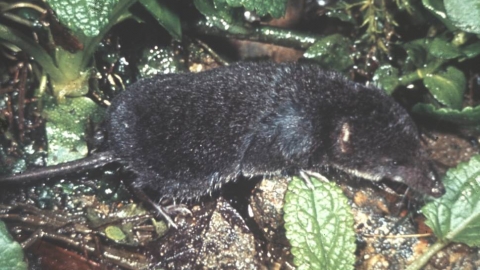 Water shrew | Cheshire Wildlife Trust