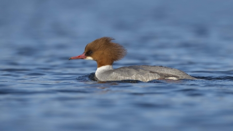 Goosander female