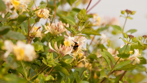 Honeysuckle