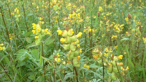 Yellow-rattle