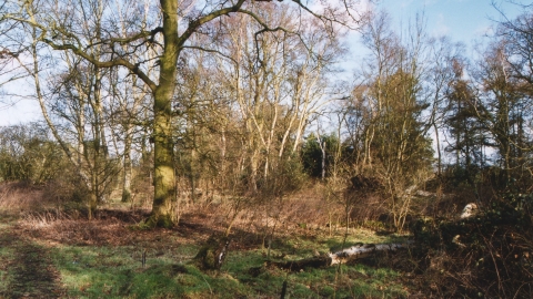 Black Firs Wood