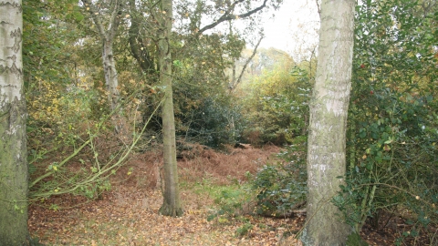 Black Firs Wood nature reserve