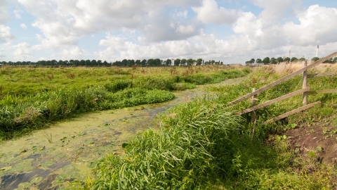 Gowy Meadows Nature Reserve c. Andrew Walmsley