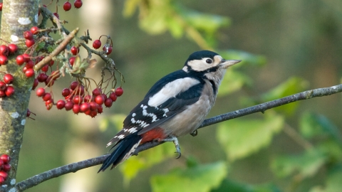 Compstall Nature Reserve c. Bob Coyle