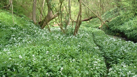 Cotterill Clough nature reserve