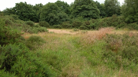 Knutsford Heath nature reserve