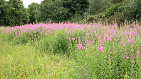 Knutsford Heath nature reserve