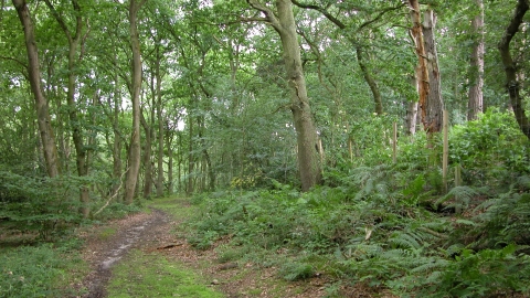 Hatch mere nature reserve