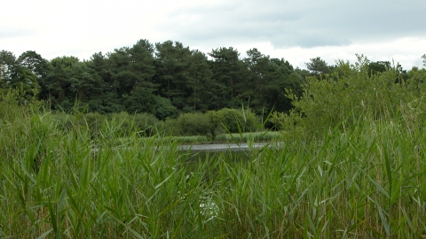 Hatch mere nature reserve