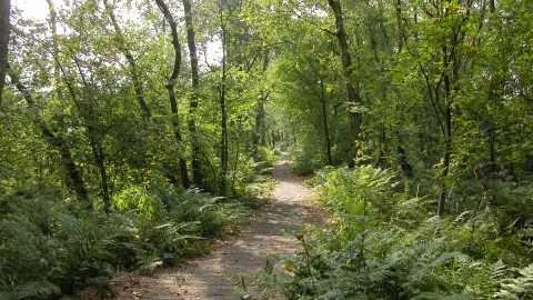 Danes Moss nature reserve