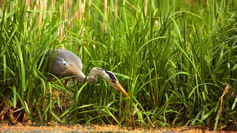 Heron c. Ben Hall