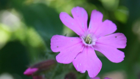 Red campion c. Rachel Lloyd