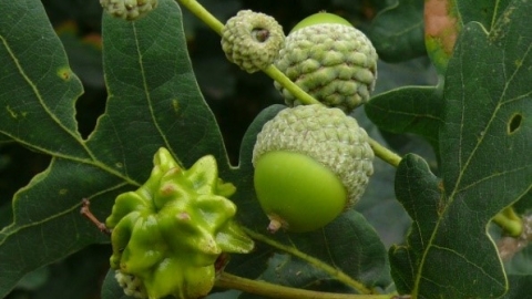 Knopper Gall c. Steve Holmes