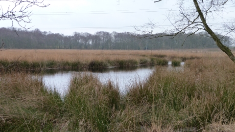 Danes Moss nature reserve