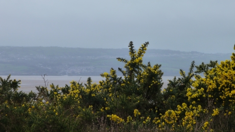 Cleaver Heath and Dee Estuary c. Claire Huxley