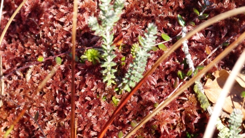 Sphagnum at Abbots Moss nature reserve c. Claire Huxley