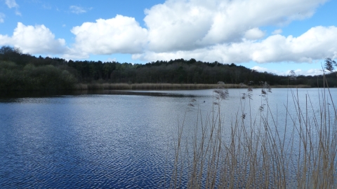 Hatch mere nature reserve c. Claire Huxley