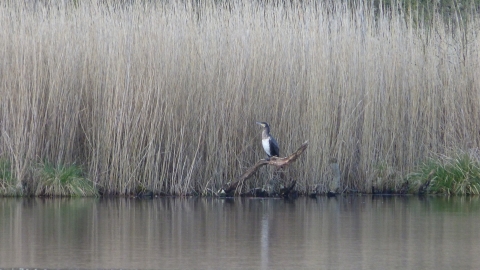 Cormorant at Hatch mere nature reserve c. Claire Huxley