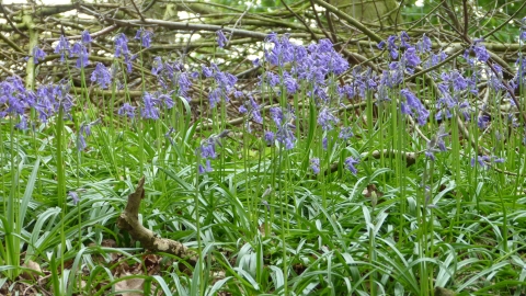 Bluebells at the Quinta c. Claire Huxley