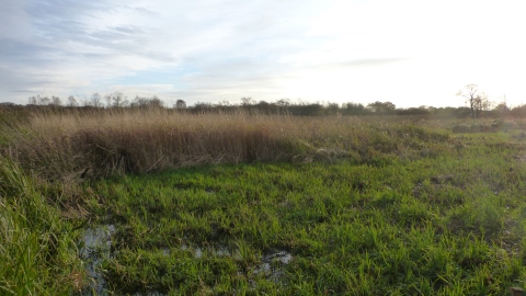 Bagmere nature reserve c. Claire Huxley