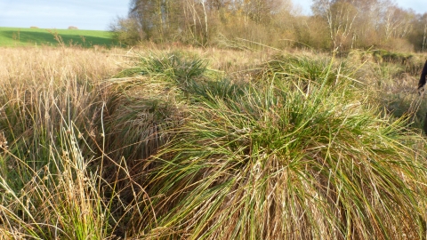 Bagmere nature reserve c. Claire Huxley