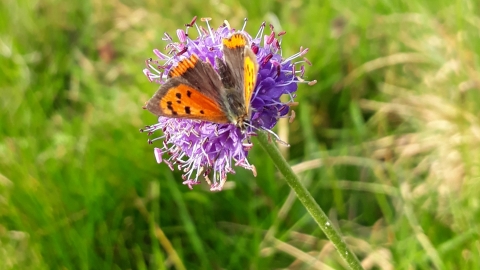 Small Copper on scabious c. Joe Pimblett