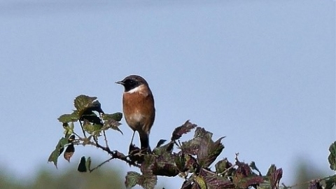 Stone chat c. Steve Holmes