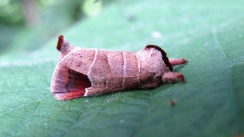 Chocolate tip moth c. Steve Holmes