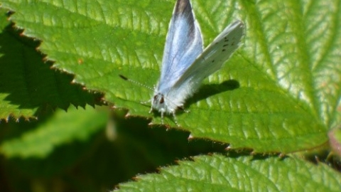 Common blue