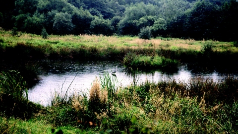 Compstall Nature Reserve c. Bob Coyle