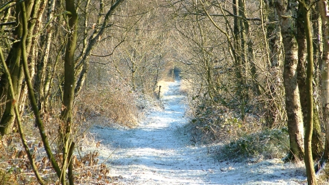 Danes Moss nature reserve